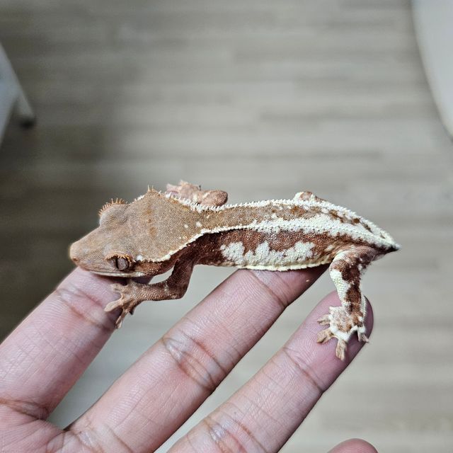 프라푸치노