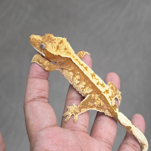 100% Het Axanthic