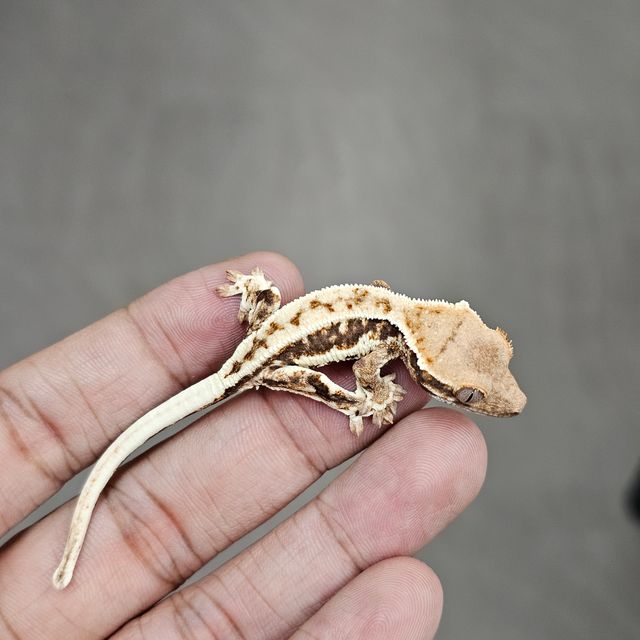 100%헷아잔틱 프라푸치노
