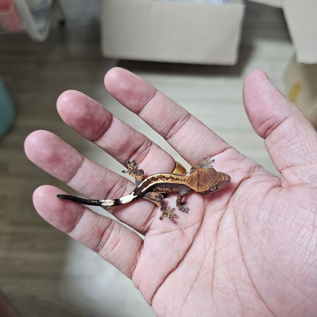 카푸치노 엠티백