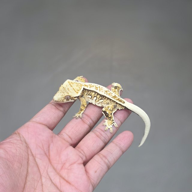 Normal Tri Full Pinstripe