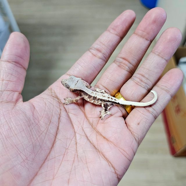 프라푸치노