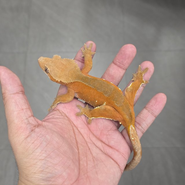 100% Het Axanthic Red Bi