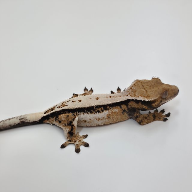 세이블 슈퍼스트라이프