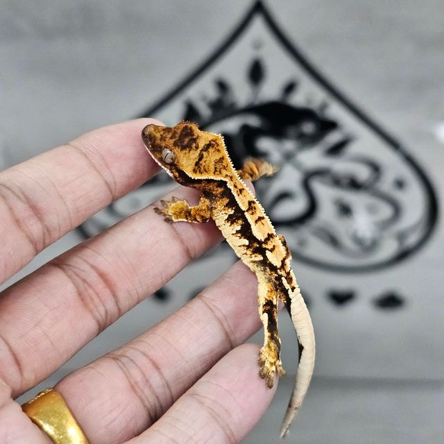 트라이