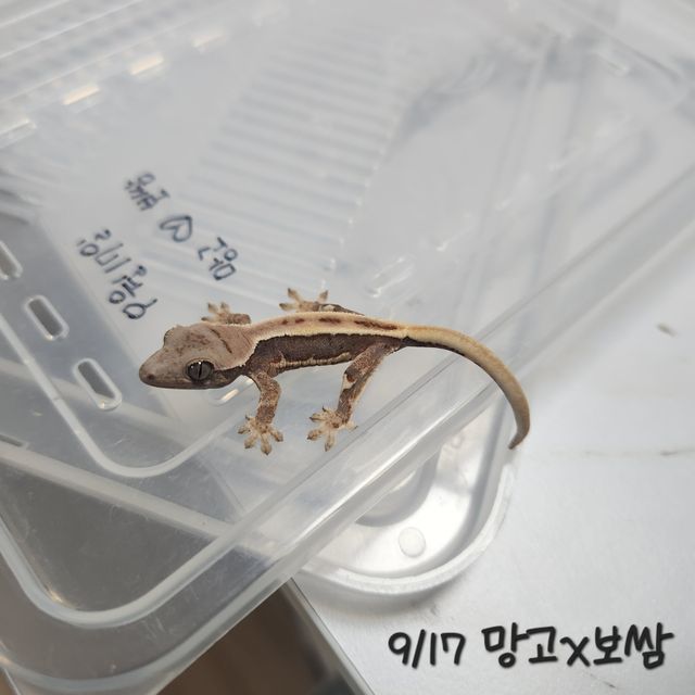 릴리화이트