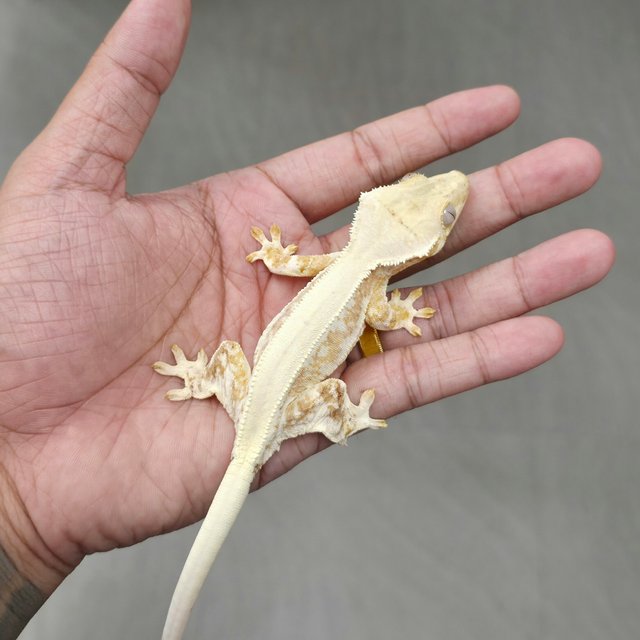 Lilly 100% Het Axanthic