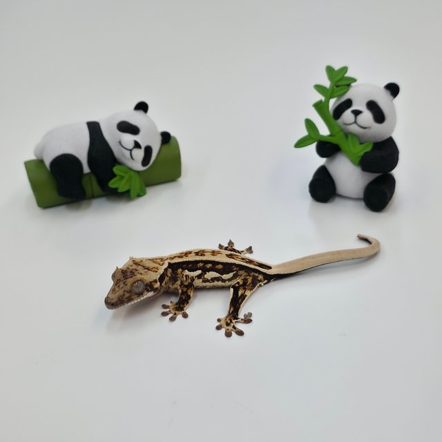 Full Pinstripe Quad Normal