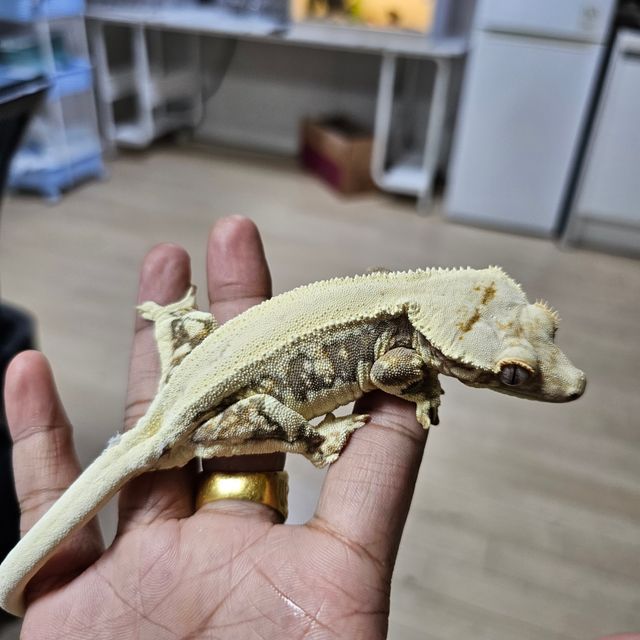 릴리화이트