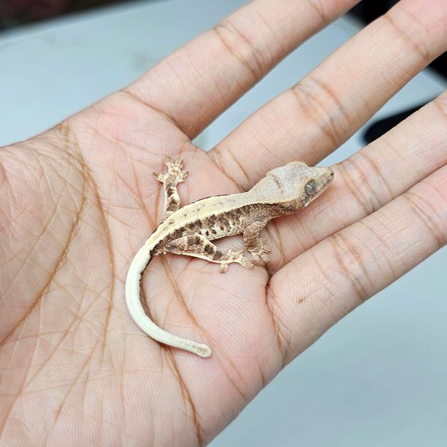 레드 프라푸치노