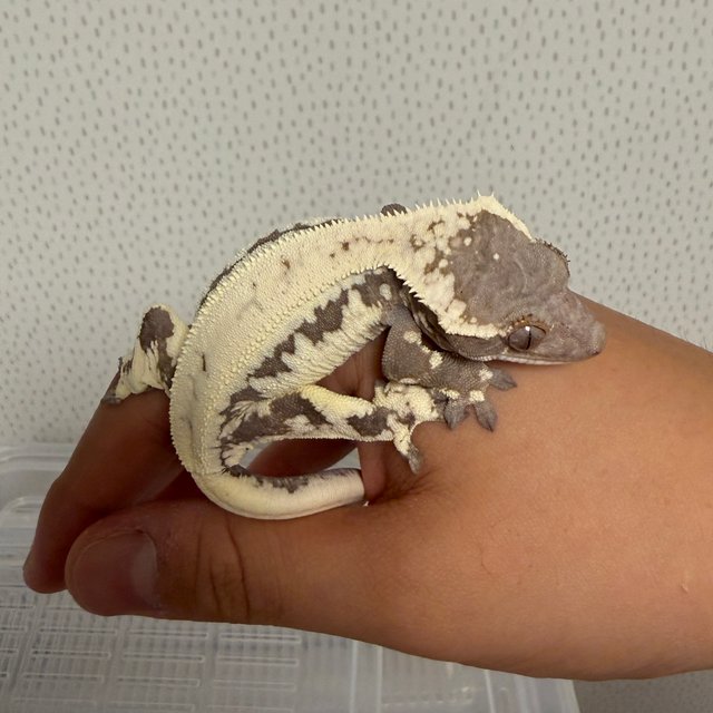 릴리 세이블 릴리화이트 세이블