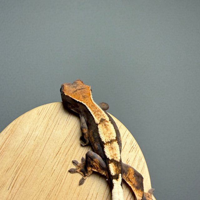 세이블 100%헷아잔틱