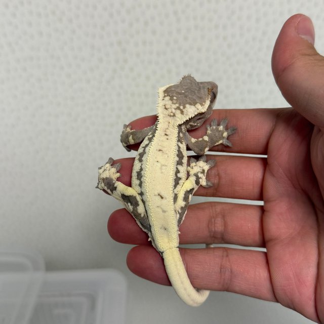 릴리 세이블 릴리화이트 세이블