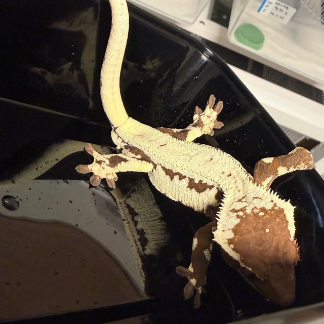 릴리 세이블 릴리화이트 세이블