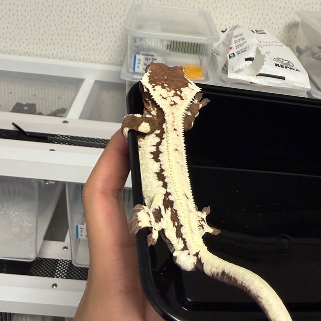 릴리 세이블 릴리화이트 세이블