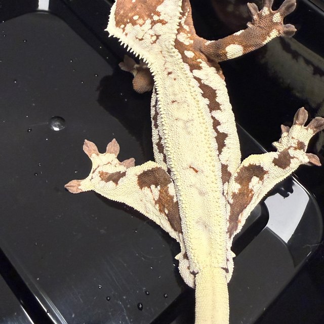 릴리 세이블 릴리화이트 세이블