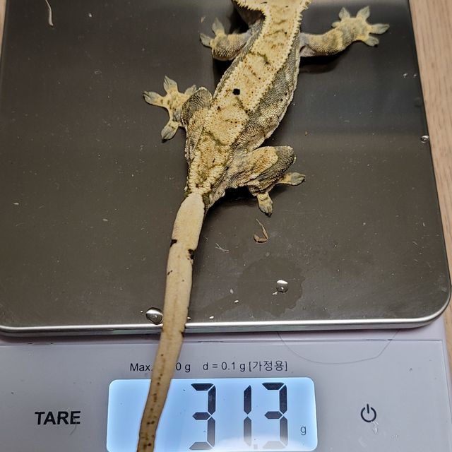 익스트림할리퀸