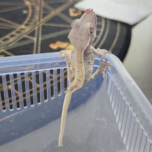 프라푸치노
