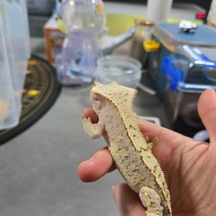 크림시클 크림