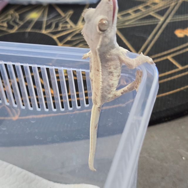 프라푸치노