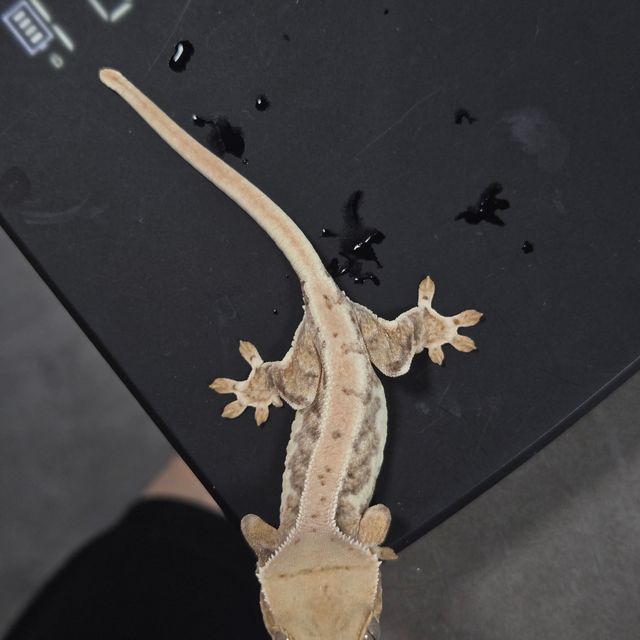릴리화이트
