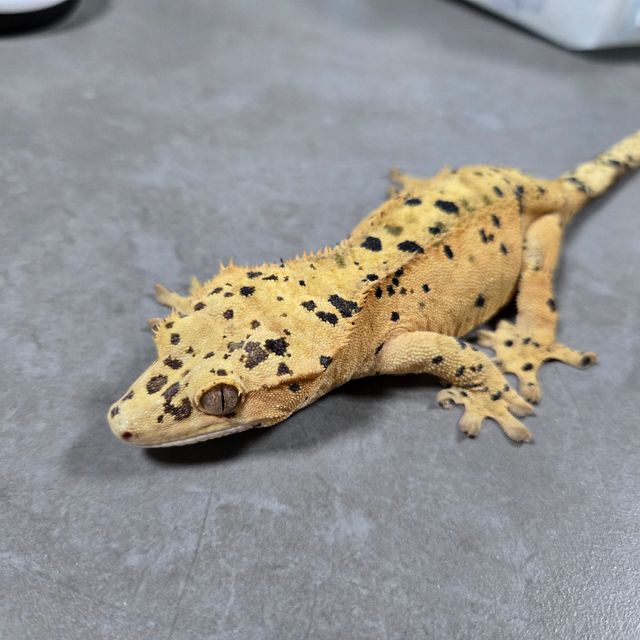 슈퍼달마시안