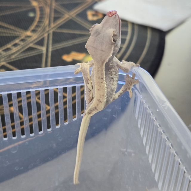 프라푸치노