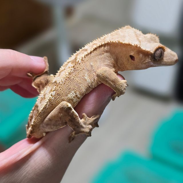 옐로우 크림시클