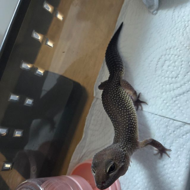 스노우 머피 패턴리스