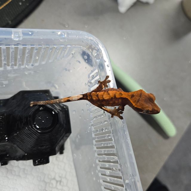 카푸치노 텐저린