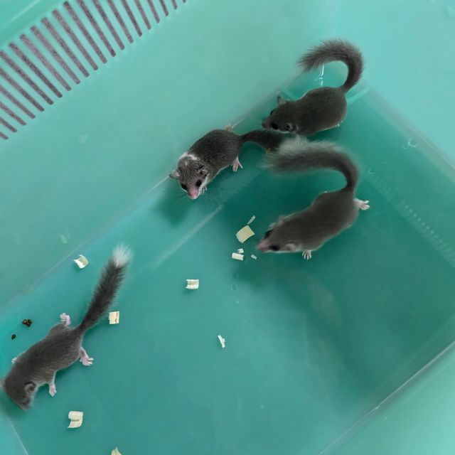 노말 링테일 파이드
