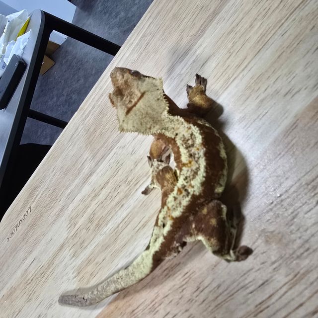 릴리화이트 레드