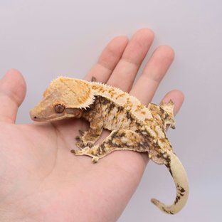 노멀 트라이 화이트스팟 화이트핀 텐저린 화이트