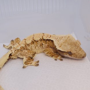 SPT 노멀 트라이