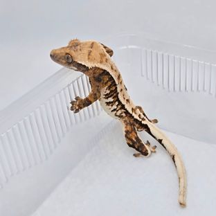 바브 트라이 익스트림할리퀸 화이트스팟 화이트핀