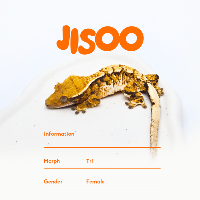 트라이
