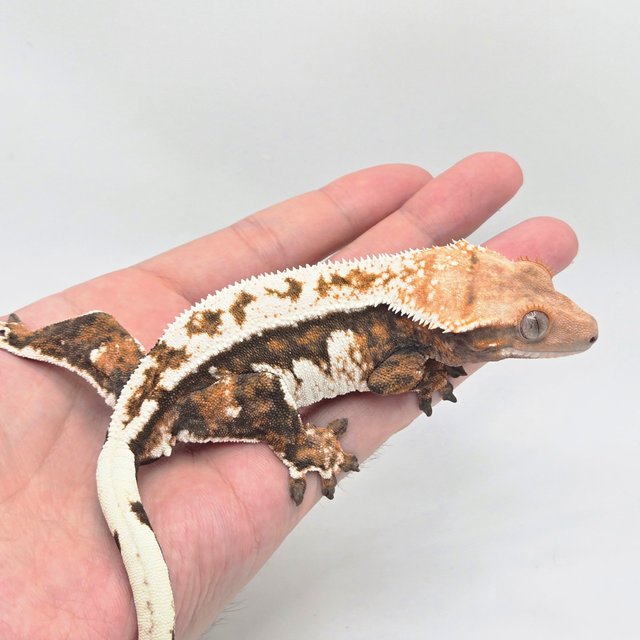 텐저린 트라이 쿼드 핀스트라이프