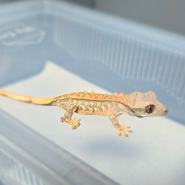 노멀 트라이 쿼드 화이트스팟