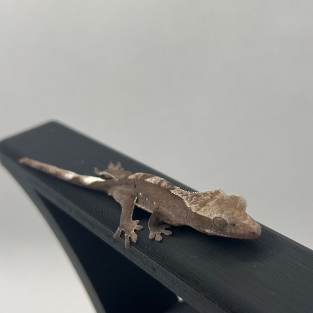 아잔틱