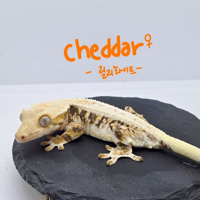 릴리화이트