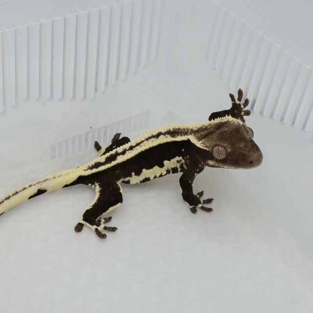 릴잔틱 풀핀 아잔틱 슈퍼스트라이프