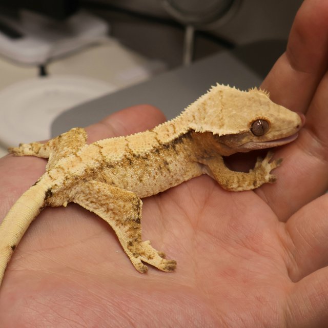 SPT 노멀 트라이