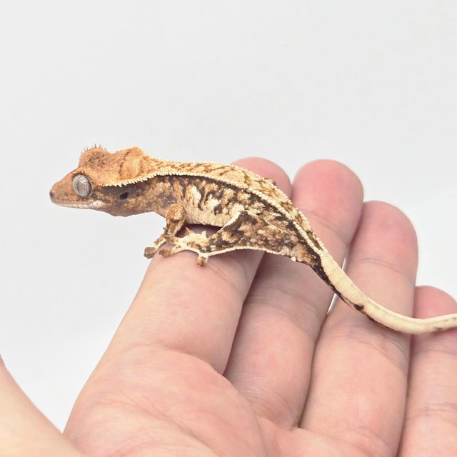 SPT