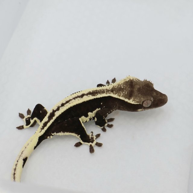 릴잔틱 풀핀 아잔틱 슈퍼스트라이프