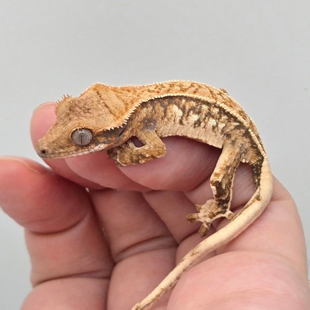 노멀 트라이 쿼드 화이트스팟