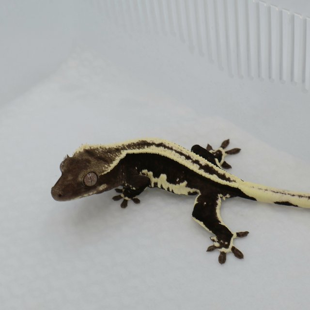 릴잔틱 풀핀 아잔틱 슈퍼스트라이프