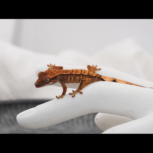 SPT 텐저린