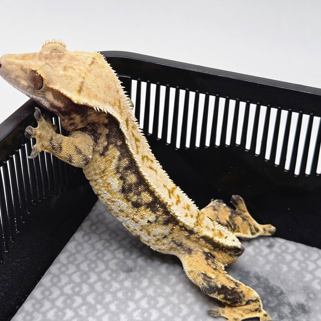 트라이 핀스트라이프