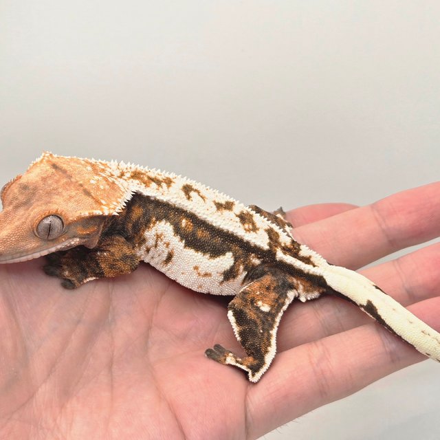 텐저린 트라이 쿼드 핀스트라이프