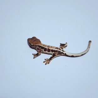 구코 5호기